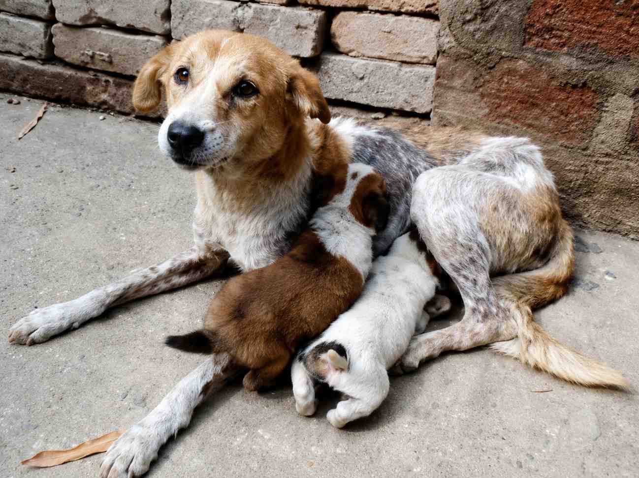 Rescued stray dog receiving rehabilitation, shelter, and compassionate care through the Indbharat Global Foundation Dog Welfare Initiative
