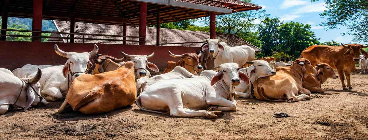 Rescued cows receiving care and rehabilitation at an animal shelter through Indbharat Global Foundation rescue and rehabilitation program